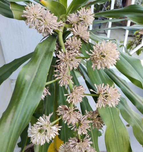 苏铁开花的周期及特点（探究苏铁花期长短、花朵特点以及开花频率）