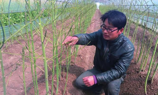 芦笋生长期到底有多长时间？（探究芦笋的生长周期和生长环境，解析芦笋的种植技巧及收获时间。）