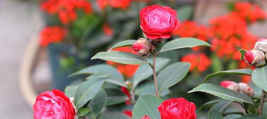 茶花树开花时间及特点（探秘茶花树开花季节及品种特点）