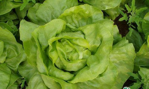 生菜种植季节与注意事项（掌握季节，种植生菜更容易）