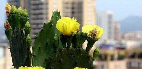 仙人掌开花季节的探究（揭秘仙人掌花期，了解花开花谢的规律）