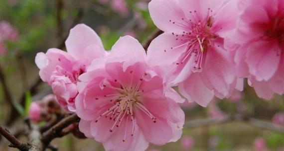 探秘桃花的生长环境条件和特点（从土壤、气候到光照，一一揭秘桃花成长之谜）