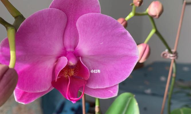 探秘蝴蝶兰的开花时间、开花季节和特点（多年生草本植物的优雅盛放与繁衍）