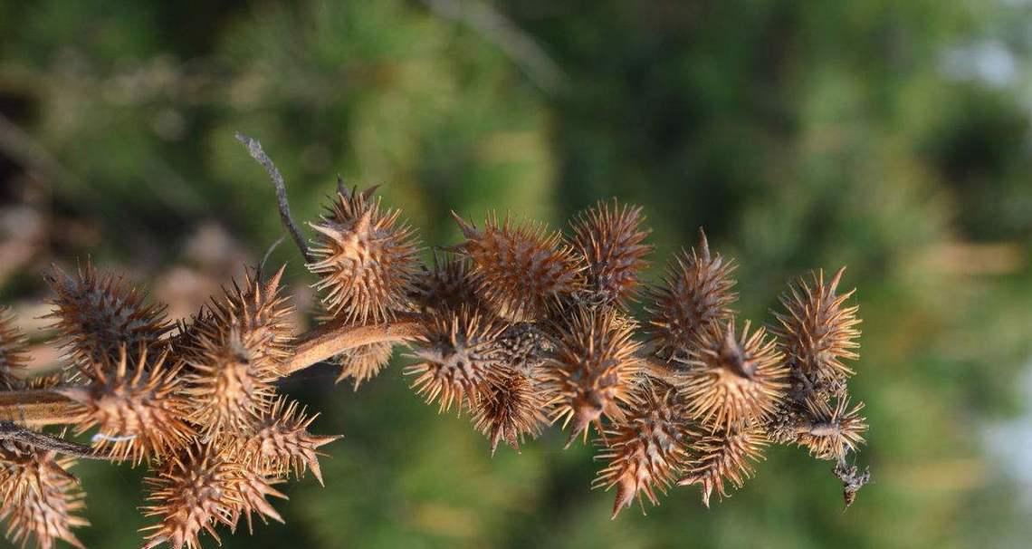 苍耳是被子植物吗？——解读苍耳的分类（苍耳的形态特征、分类、生态环境、繁殖方式、用途）