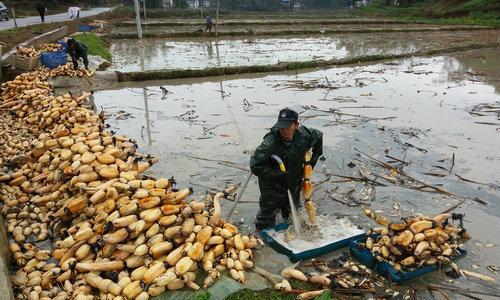 揭秘莲藕亩产量（种植技巧、病虫害防治、施肥方法等全面解析）