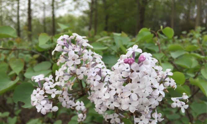 丁香花果实的利用价值（探究丁香花果实的药用与美容功效）