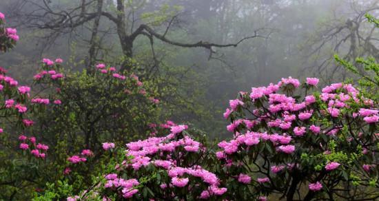 如何养护高山杜鹃，让其欣欣向荣？（高山杜鹃的养护方法和注意事项）