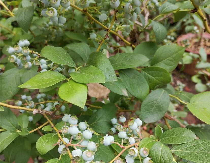 为什么蓝莓不开花？（探究蓝莓开花不良的原因和解决方法）