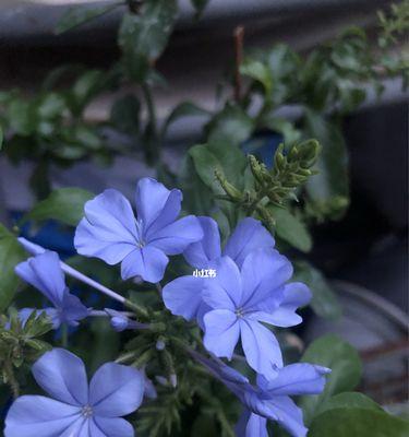 蓝雪花开花时间及花期特点（探寻蓝雪花开花规律和生长特性）