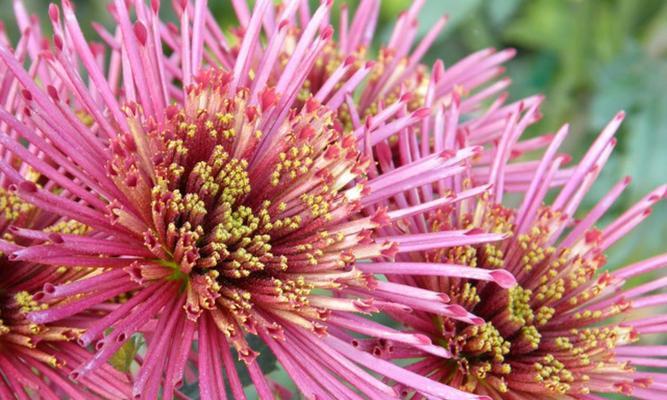 杭州市花—牡丹花：传承千年的皇家贵族之花