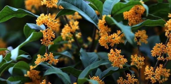 探究桂花的生长环境与特点（探寻桂花生存的“秘密”——桂花的生态环境和特性分析）