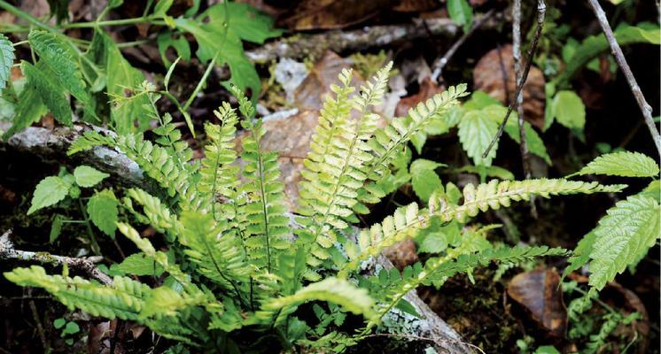 揭秘“花生是蕨类植物”的真相（探究花生的分类及演化历程）