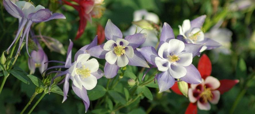 多年生草本花卉的种类及养护技巧（从红掌到紫丁香，让你爱上这些长青之美）