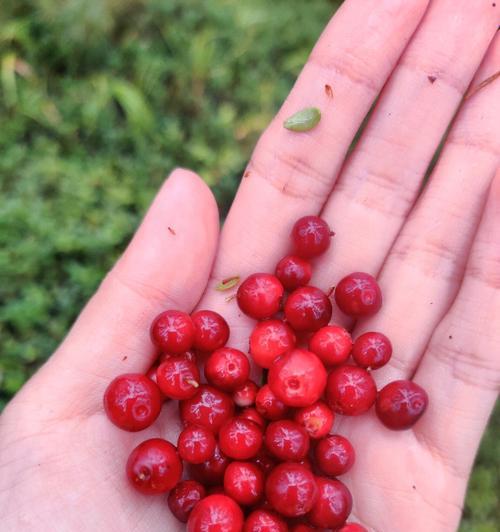 蔓越莓种植条件与管理技巧（打造适宜的种植环境，实现高产高效）