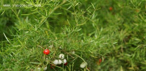 探秘天门冬科植物（天门冬科植物的分类、特征与应用）