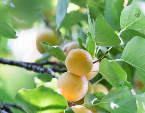 杏子树开花结果全攻略（掌握开花时间和护理技巧，打造丰收美景）