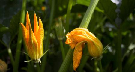 葫芦开花结果全攻略（几月开花、开花时间、果实收获时间，这些你都知道吗？）