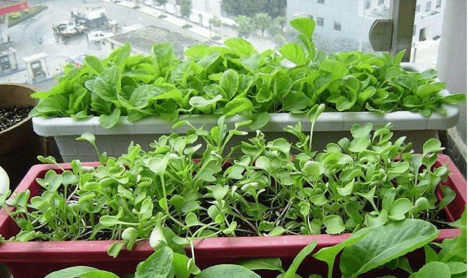 室内阳台种植蔬菜指南（打造自给自足的室内菜园，让生活更健康）