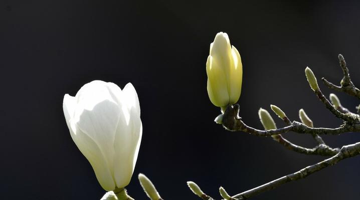 白玉兰花的开花时间及特点（了解白玉兰花的开花规律，享受美丽花期）