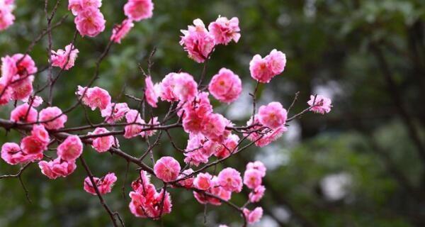 家里养梅花的风水之妙（梅花在家，福运高飞）