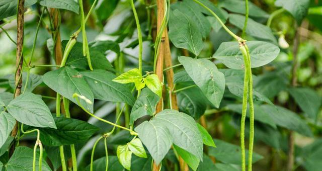 如何种植南方豆角？南方豆角种植时间及技巧详解