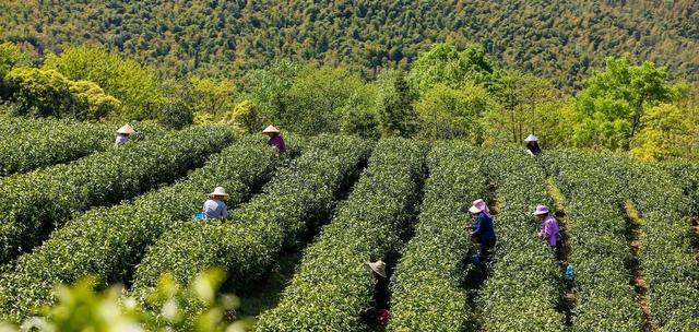 春茶采摘时间和收获季节是什么时候？春茶采摘时间与收获季节的奥秘