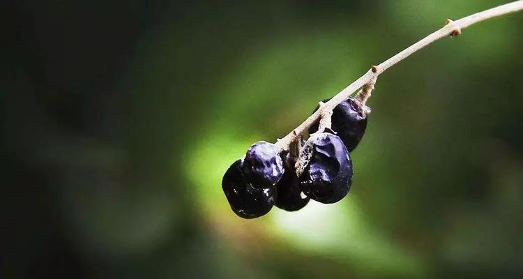 黑枸杞几月开花？黑枸杞开花结果时间详解