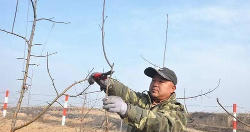 如何正确给梨树剪枝？详解梨树剪枝的方法及图解