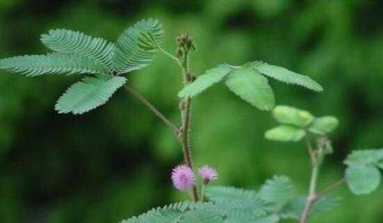 含羞草如何种植？让含羞草在你的花园中展露美丽