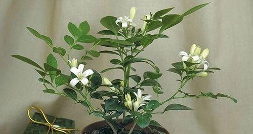 九里香花花期有多长？揭秘九里香花的生长规律和开花时机