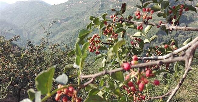 花椒的生长环境条件及特点是什么？探究花椒的生存之道