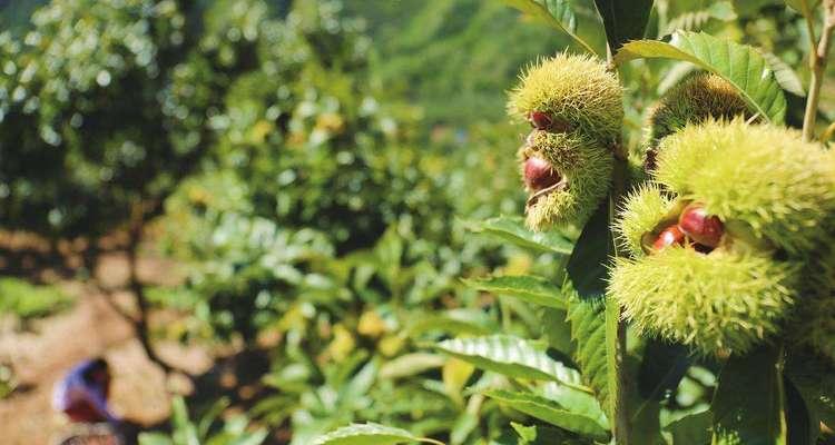 如何让板栗种子茁壮成长？板栗种子的种植方法分享