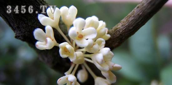 桂花树是被子植物吗？探究桂花树的分类