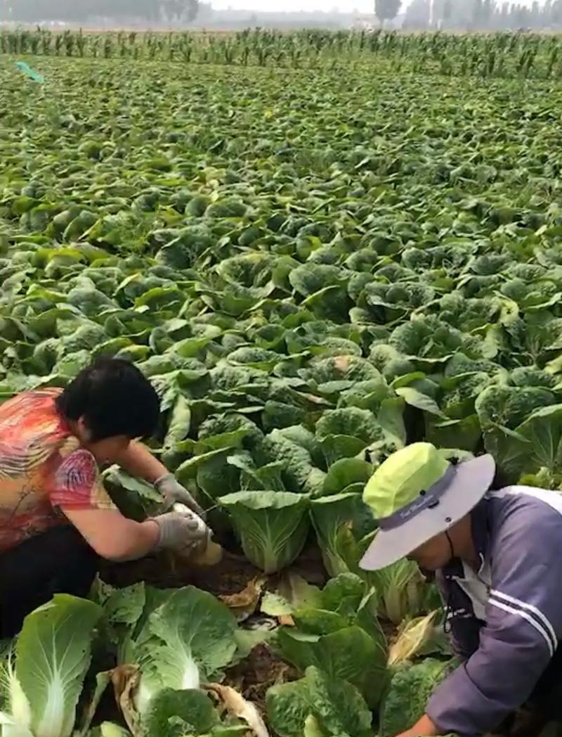 娃娃菜的种植与成熟时间（了解娃娃菜的生长规律，掌握种植技巧）