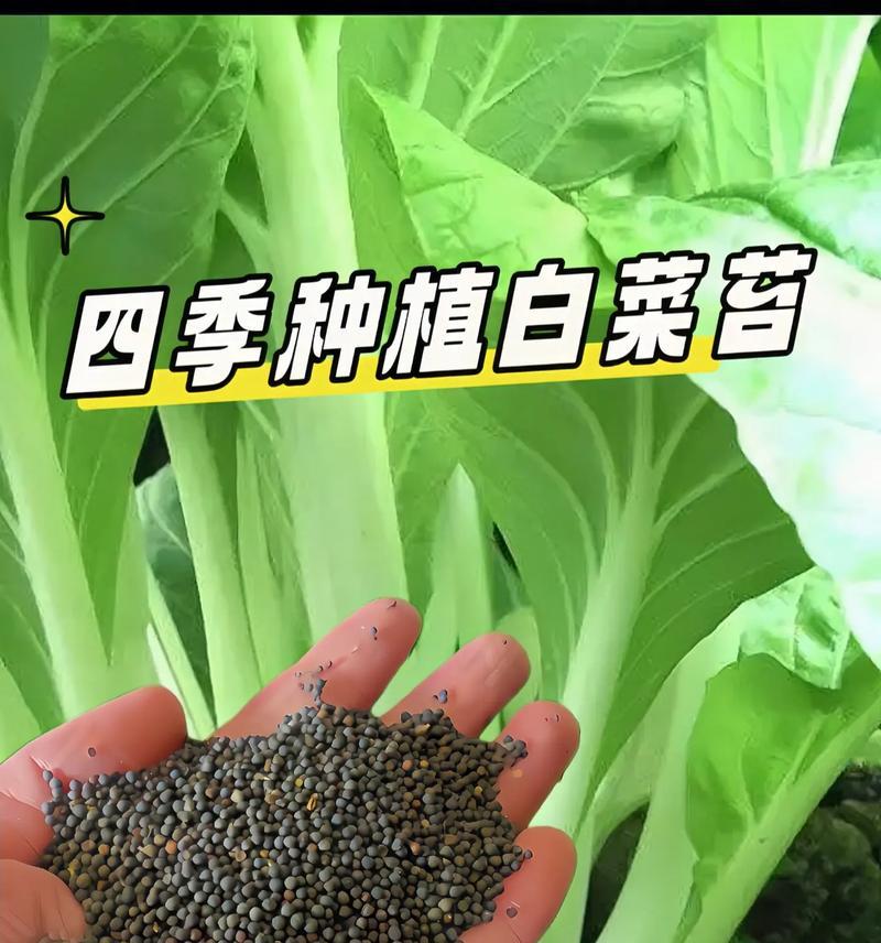 大白菜的生长周期（揭秘大白菜的生长过程及注意事项）