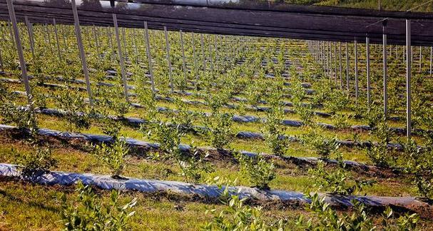 蓝莓的生长环境：探究其适宜种植的土壤、气候和地理条件