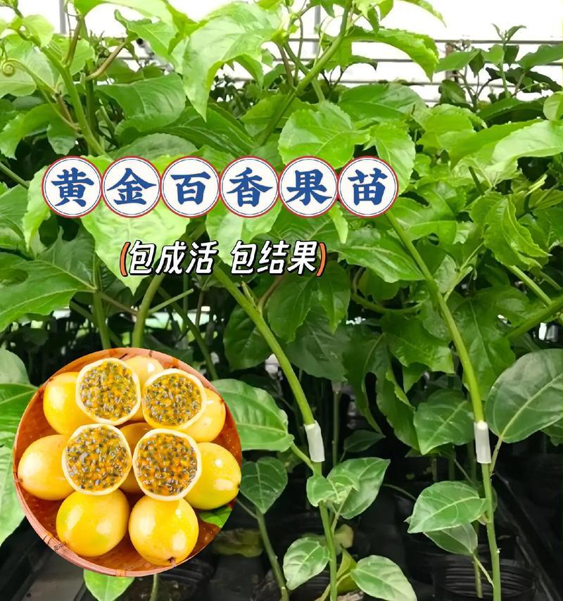 湖南适合种植百香果树（百香果树的适生环境和栽培技巧）