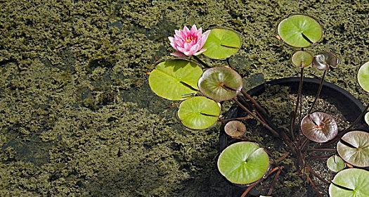 睡莲的真相揭秘——它是否为藻类植物？