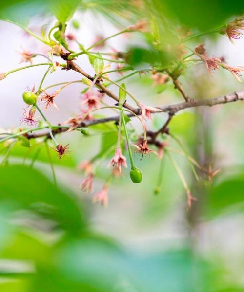 樱花为什么不开花？（寻找樱花不开花的原因）