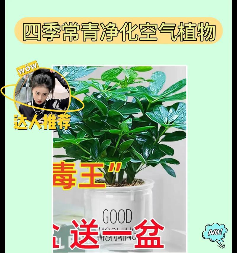 八方来财土种植之路（探寻土种植的秘密，发掘八方来财的无限可能）