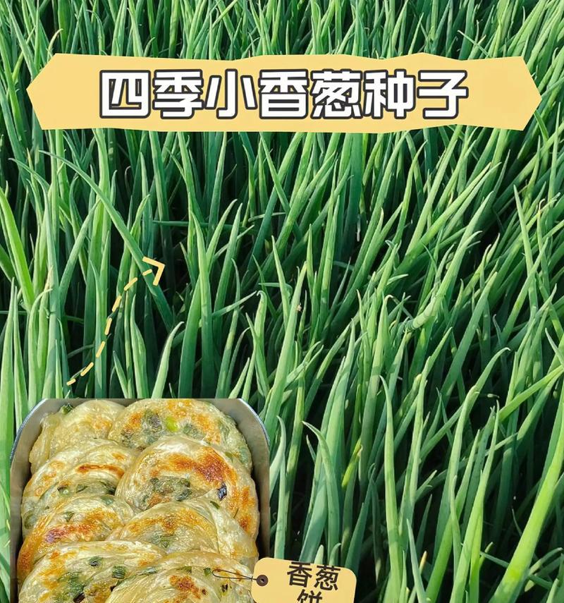 如何种植香葱？（时间、方法、细节全解密！）