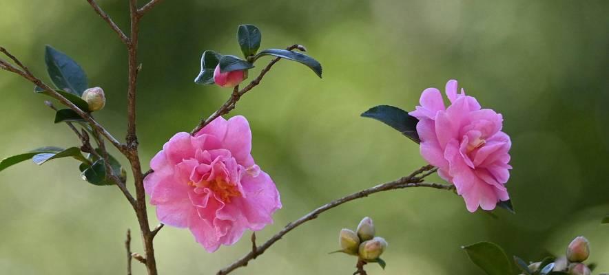 茶花与茶梅，谁更易养？（探究茶花与茶梅的区别与养护技巧，帮您选择适合自己的盆栽）