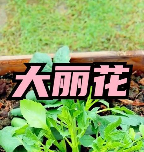 大丽花开花时间及花期介绍（一年四季都开花的多彩大丽花）