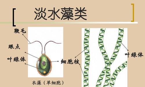 一、植物还是动物：分类学角度