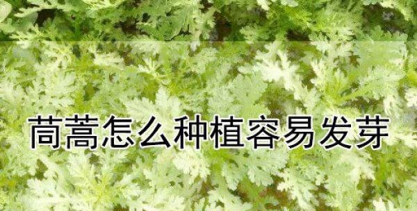 探究筒蒿种子的发芽时间（从种子选择到环境条件，了解筒蒿发芽的要素）