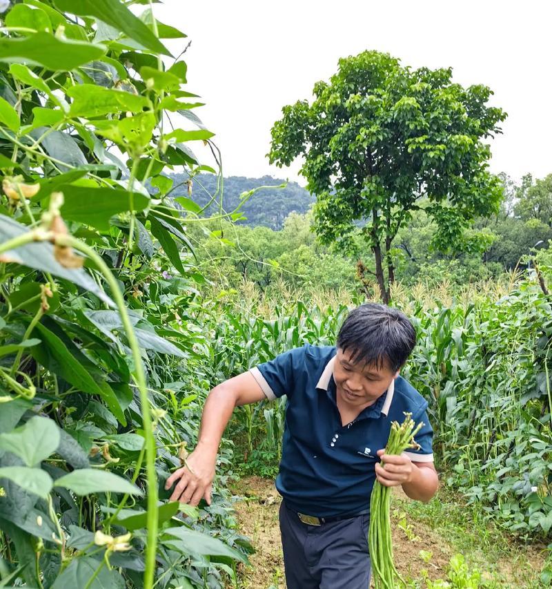 一年四季都能种植的辣椒茄子，你知道该在什么季节种植吗？（从春季到冬季，辣椒茄子种植时间表大揭秘！）