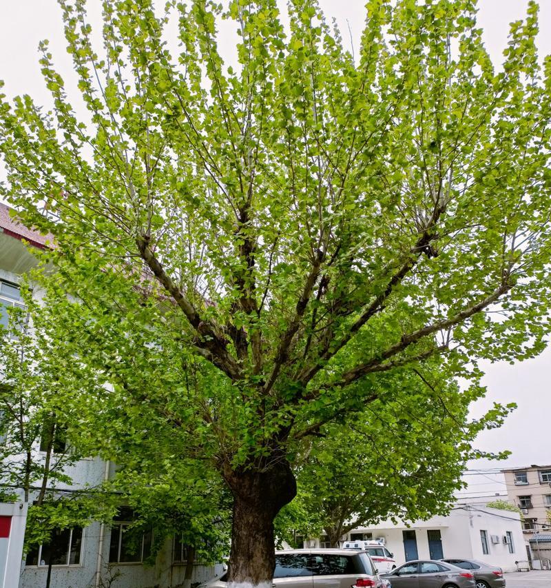 家里也能种梧桐树（分享种植梧桐树的技巧和注意事项）