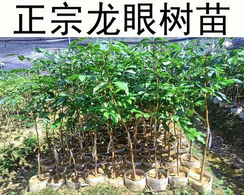 龙眼树的家门口种植之路（探讨龙眼树在城市生活中的种植与养护）