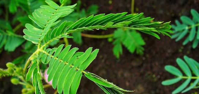 含羞草——适合在室内养护的植物（开启自家“小清新”，含羞草让您爱上室内绿色生活）