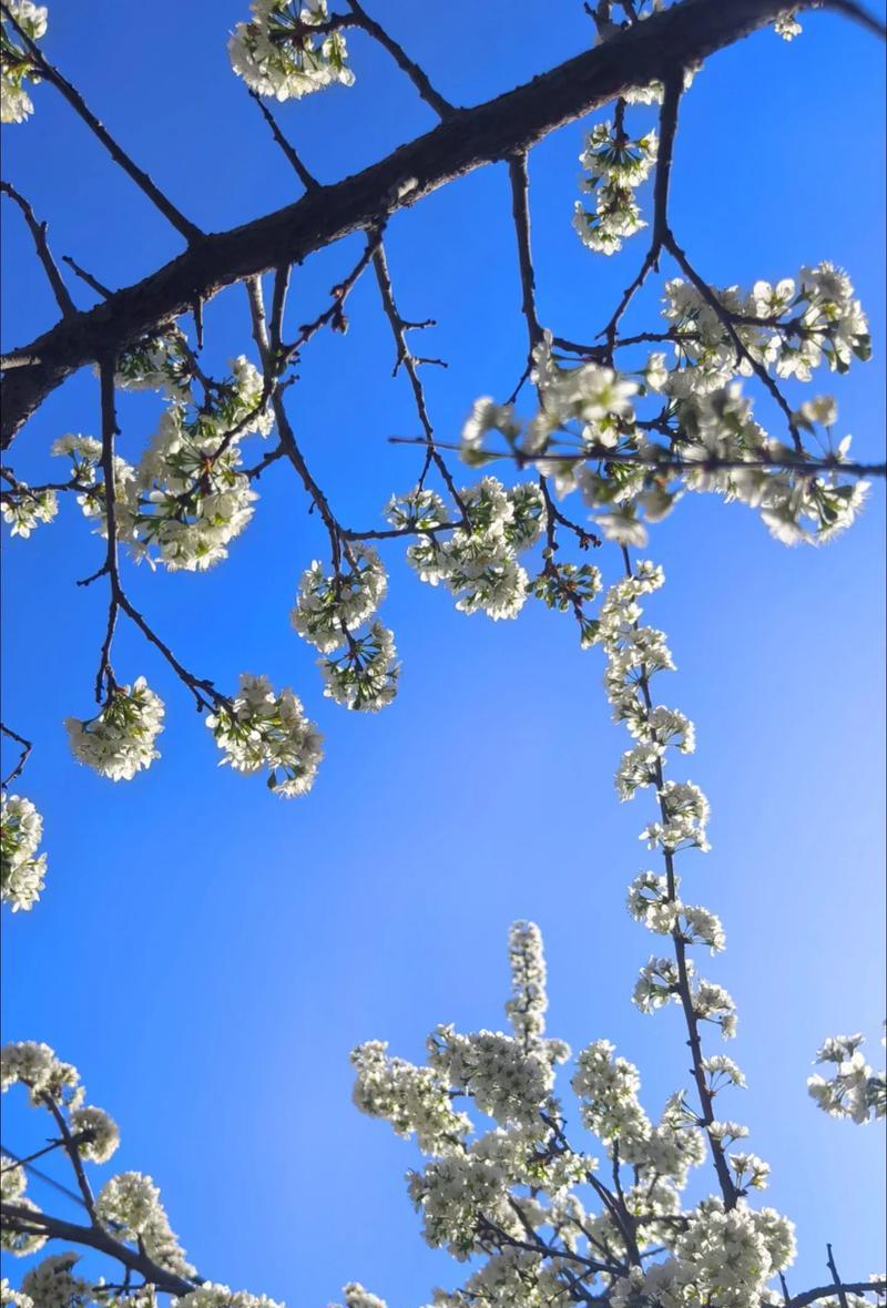 李树开花季节与特点（了解李树开花时间，更好的管理果树）